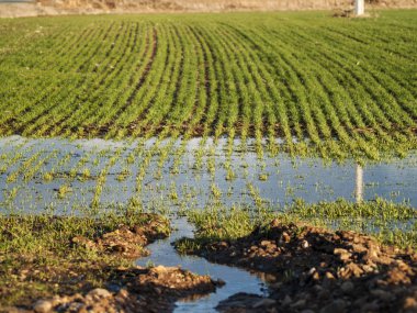  kırsal baharda su birikintisi 