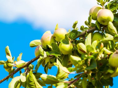 elma ağacı üzerinde elma, yakın
