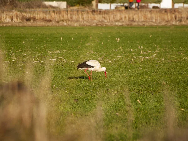 Crane Stands Middle Green Meadow Salamanca Spain — Stock Photo, Image