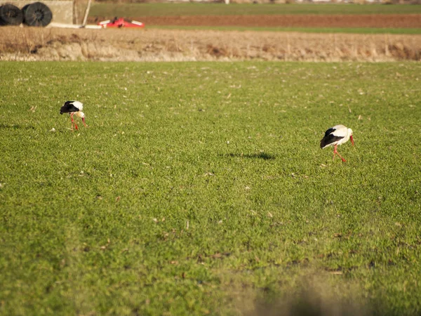 Guindastes Fica Meio Prado Verde Salamanca Espanha — Fotografia de Stock