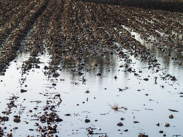 Plas Water Het Voorjaar Het Platteland — Stockfoto