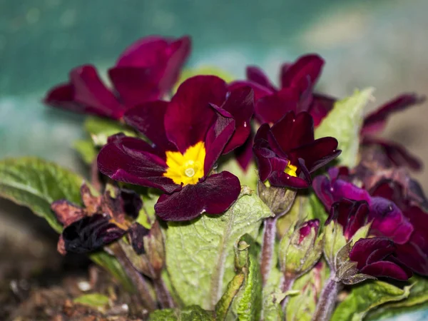 Belles Fleurs Brillantes Printemps Gros Plan — Photo