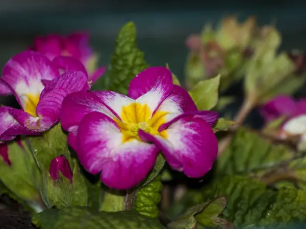 Belas Flores Brilhantes Primavera Close — Fotografia de Stock