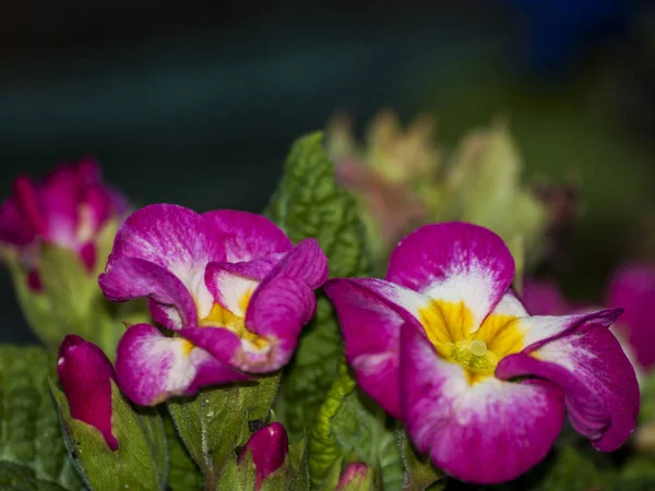 Flores Brilhantes Bonitas Florescendo Close — Fotografia de Stock