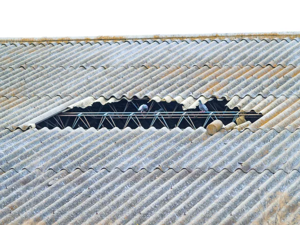 Птахи Сидять Зламаному Даху — стокове фото