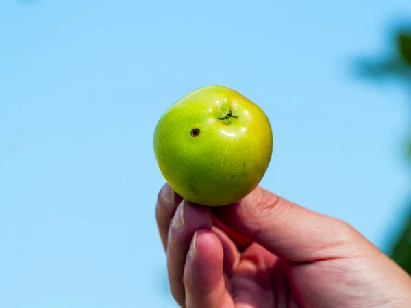 hand with apple on blue sky background