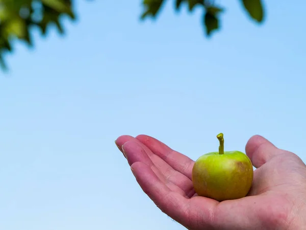 hand with apple on blue sky background