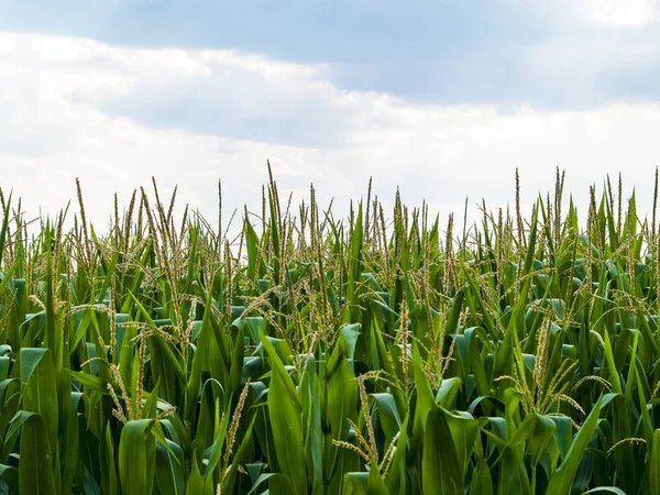 Maisfeld Nuevo Naharros Salamanca Spanien — Stockfoto