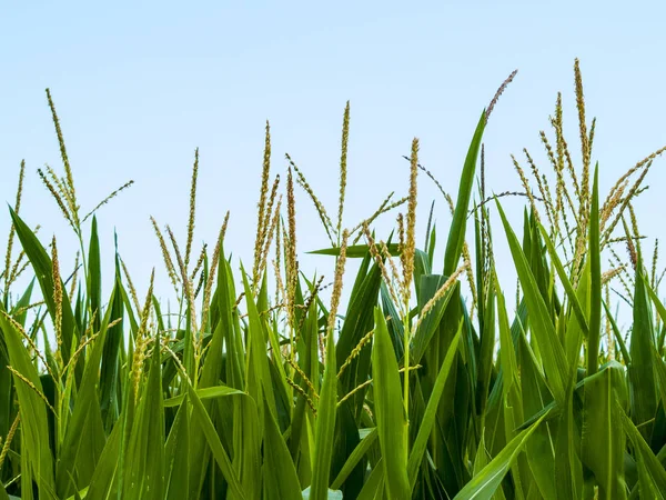 Corn Field Nuevo Naharros Salamanca Spanje — Stockfoto