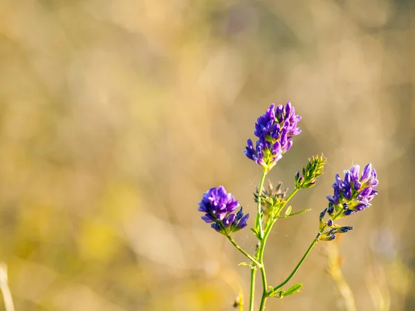 Belles Fleurs Sauvages Gros Plan — Photo