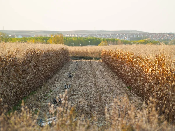 Pastizales Con Espigas Diferentes Gramíneas Primavera España —  Fotos de Stock