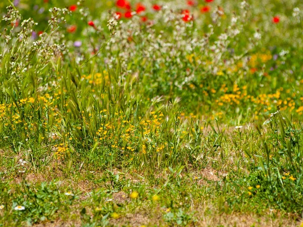 Beautiful Blooming Flowers Close — Stock Photo, Image