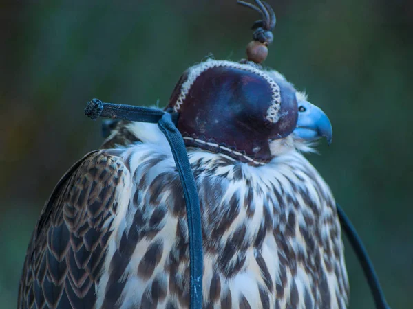 Falcão Com Máscara Matacan Salamanca Espanha — Fotografia de Stock