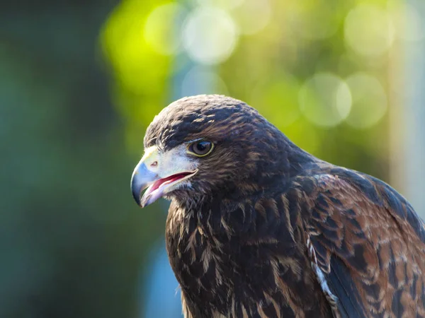 Parabuteo Unicinctus Retrato Falcão Harris Uma Falcoaria Justa — Fotografia de Stock