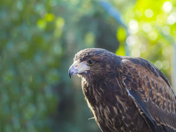 Parabuteo Unicinctus Retrato Falcão Harris Uma Falcoaria Justa — Fotografia de Stock