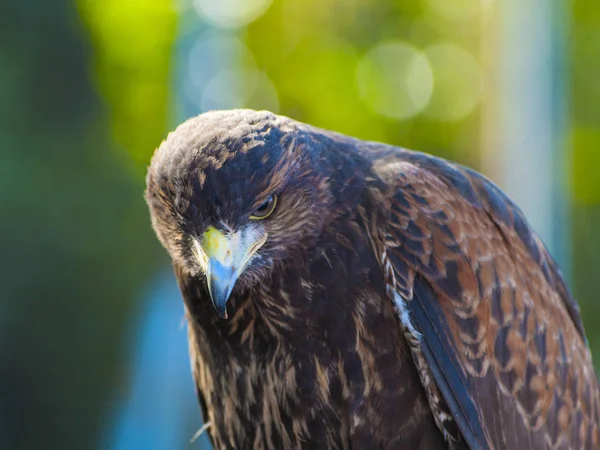 Parabuteo Unicinctus Retrato Falcão Harris Uma Falcoaria Justa — Fotografia de Stock