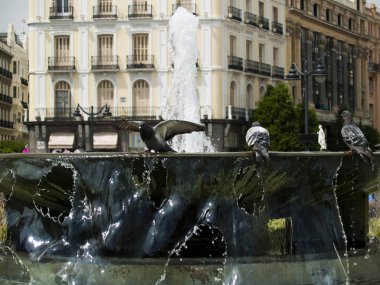  Çeşmeye su tüneyen kuşlar, yakın, vahşi yaşam 