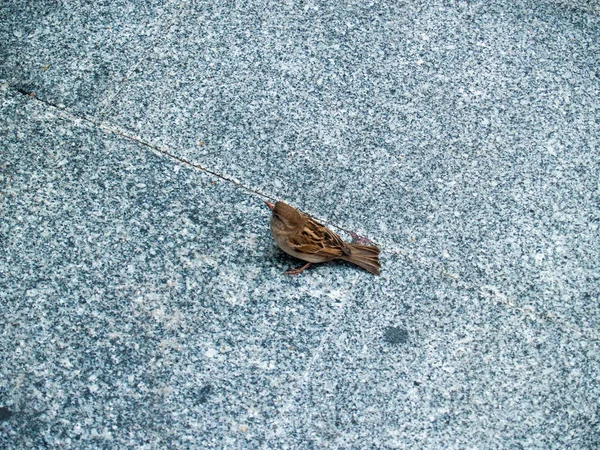 Sperlingsvogel Hockend Aus Nächster Nähe Wildes Leben — Stockfoto