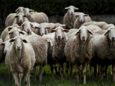 Bir çiftlik besleme üzerinde bir sürü koyun, kuzu ve rams 