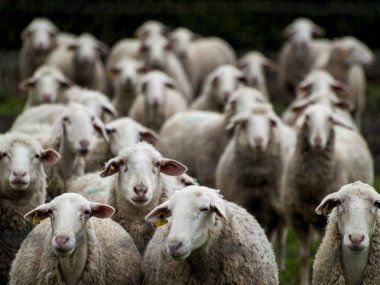 Bir çiftlik besleme üzerinde bir sürü koyun, kuzu ve rams 