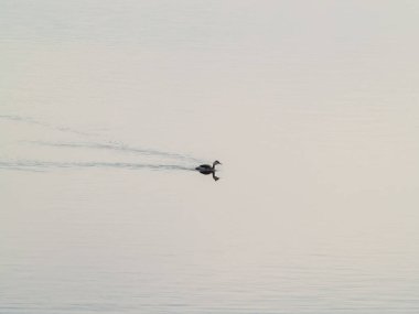Su kuşu, vahşi yaşam. Fauna