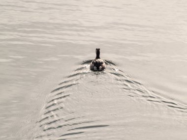 Su kuşu, vahşi yaşam. Fauna