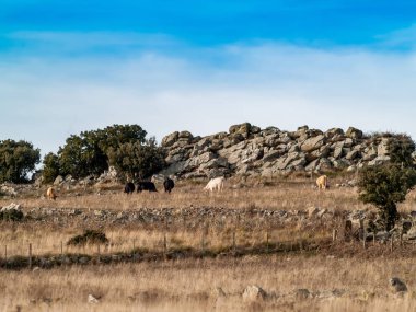 İspanya'da otlayan bir sürüsi. Tarım
