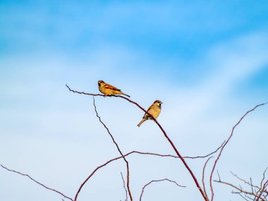  ağaç dallarında tüneen kuşlar