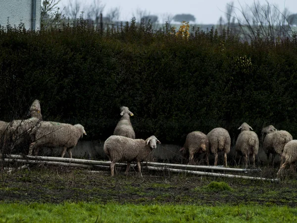 一群绵羊 羊羔和公羊在农场饲养 — 图库照片