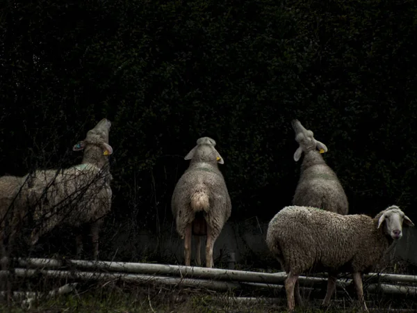 Troupeau Moutons Agneaux Béliers Dans Une Ferme Nourrissant — Photo
