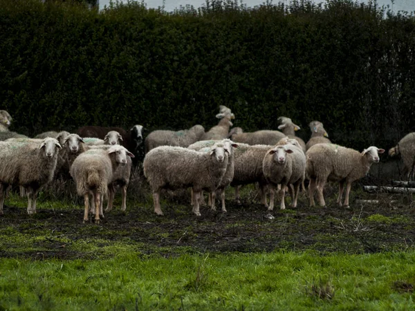 Flock Får Lamm Och Baggar Gård Utfodring — Stockfoto