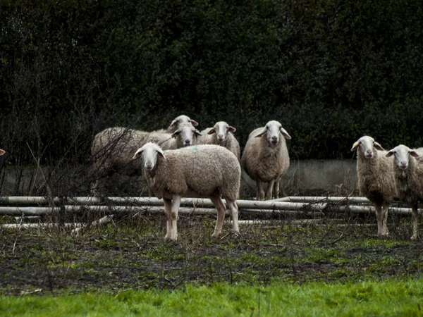 Rebaño Ovejas Corderos Carneros Una Granja Alimentación —  Fotos de Stock