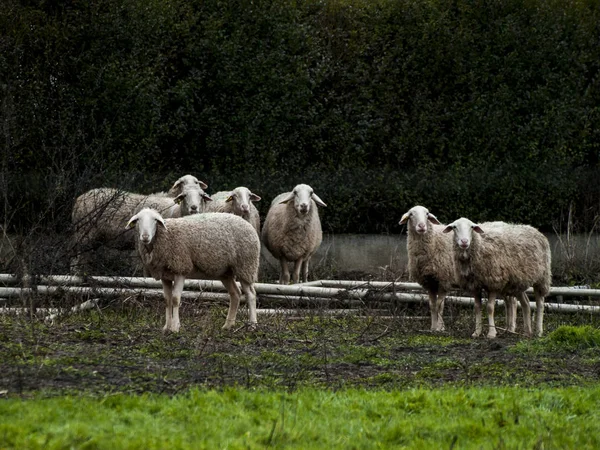 Ένα Κοπάδι Πρόβατα Αμνών Και Κριών Για Ένα Αγρόκτημα Σίτιση — Φωτογραφία Αρχείου