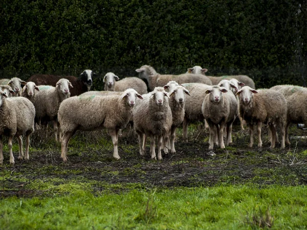 Flock Får Lamm Och Baggar Gård Utfodring — Stockfoto