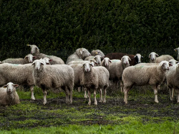 Rebaño Ovejas Corderos Carneros Una Granja Alimentación — Foto de Stock