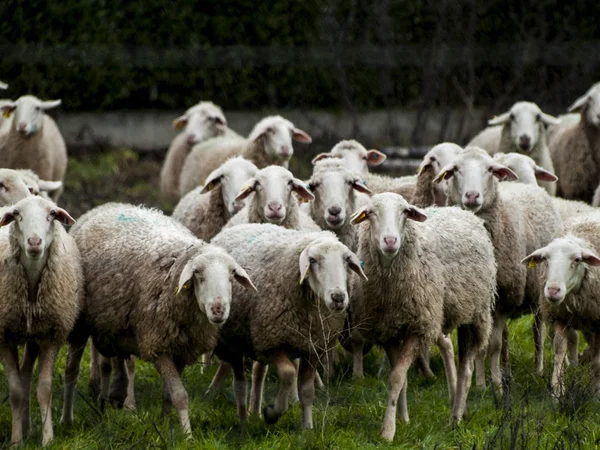一群绵羊 羊羔和公羊在农场饲养 — 图库照片
