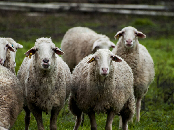 A flock of sheep, lambs and rams on a farm feeding 