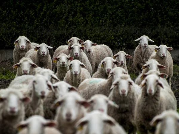 Eine Herde Schafe Lämmer Und Widder Auf Einem Bauernhof — Stockfoto