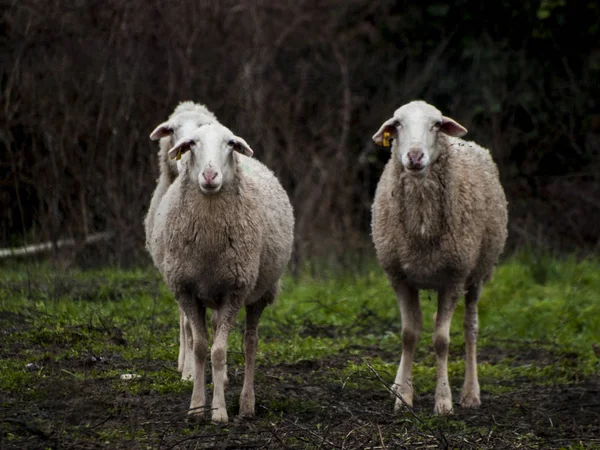 Eine Herde Schafe Lämmer Und Widder Auf Einem Bauernhof — Stockfoto