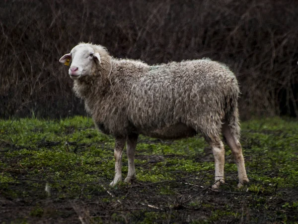 一只羊在草地上 西班牙 — 图库照片