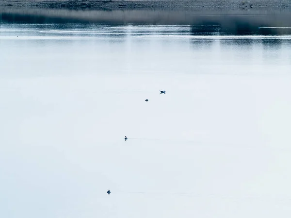 Aves Lago Salamanca Espanha — Fotografia de Stock