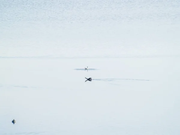 Aves Lago Salamanca Espanha — Fotografia de Stock