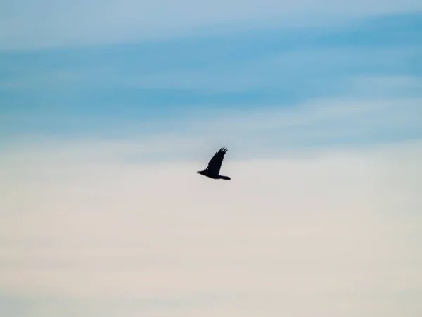 Pássaro Céu Azul Close Vida Selvagem — Fotografia de Stock