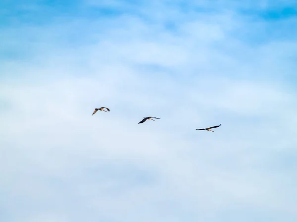 Pássaros Voando Céu — Fotografia de Stock