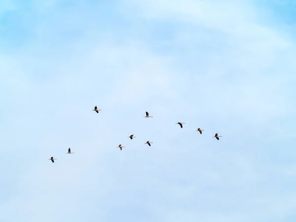 Aves Volando Cielo —  Fotos de Stock