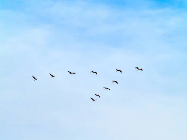 Vögel Fliegen Den Himmel — Stockfoto