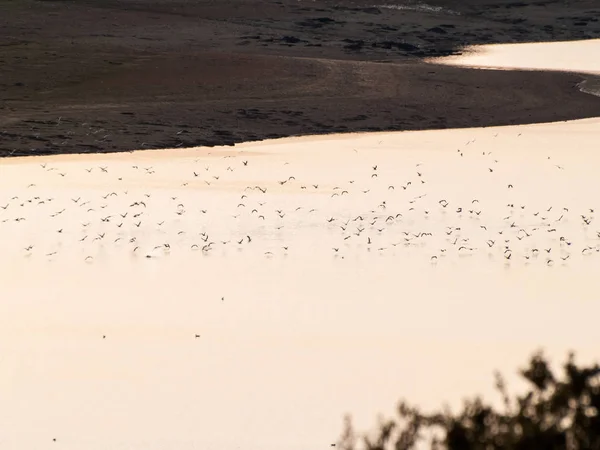 Bando Aves Aquáticas Descolar Num Lago Pôr Sol — Fotografia de Stock
