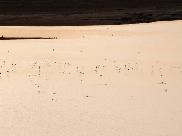 Troupeau Oiseaux Aquatiques Décollant Dans Lac Coucher Soleil — Photo