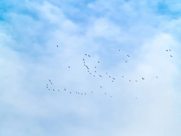 Aves Voando Céu Azul Espanha — Fotografia de Stock