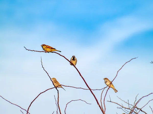 Uccelli Appollaiati Sui Rami Degli Alberi — Foto Stock